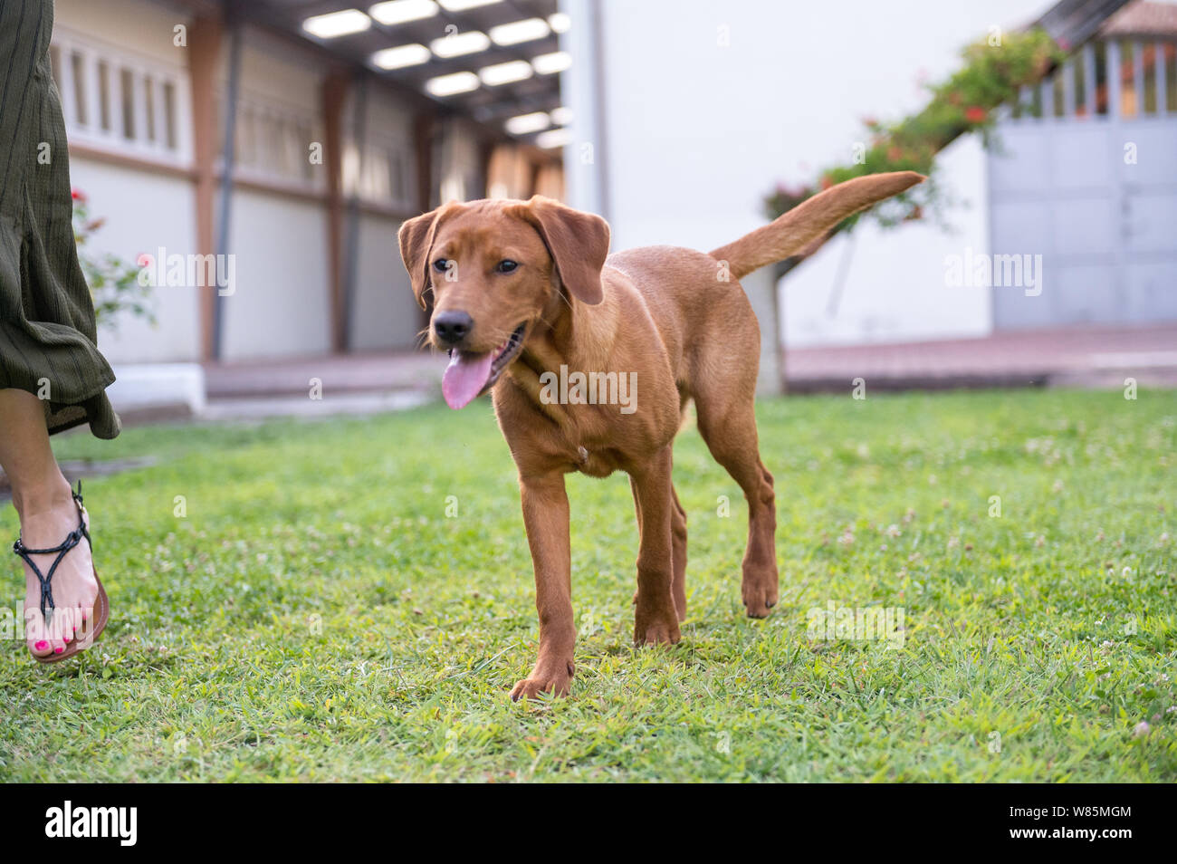 young brown labrador portrait Stock Photo