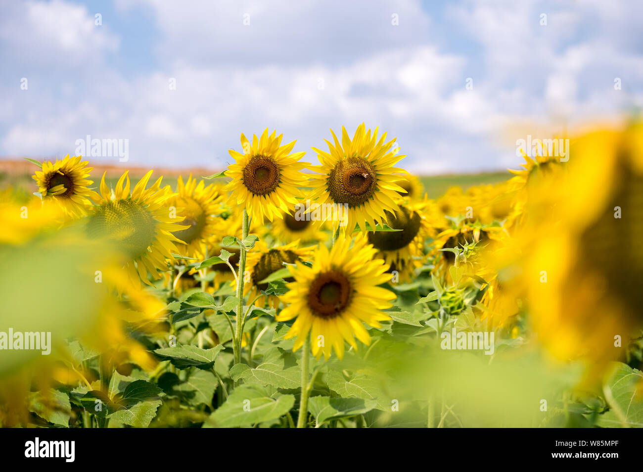 field of sunflowers in blossom Stock Photo - Alamy