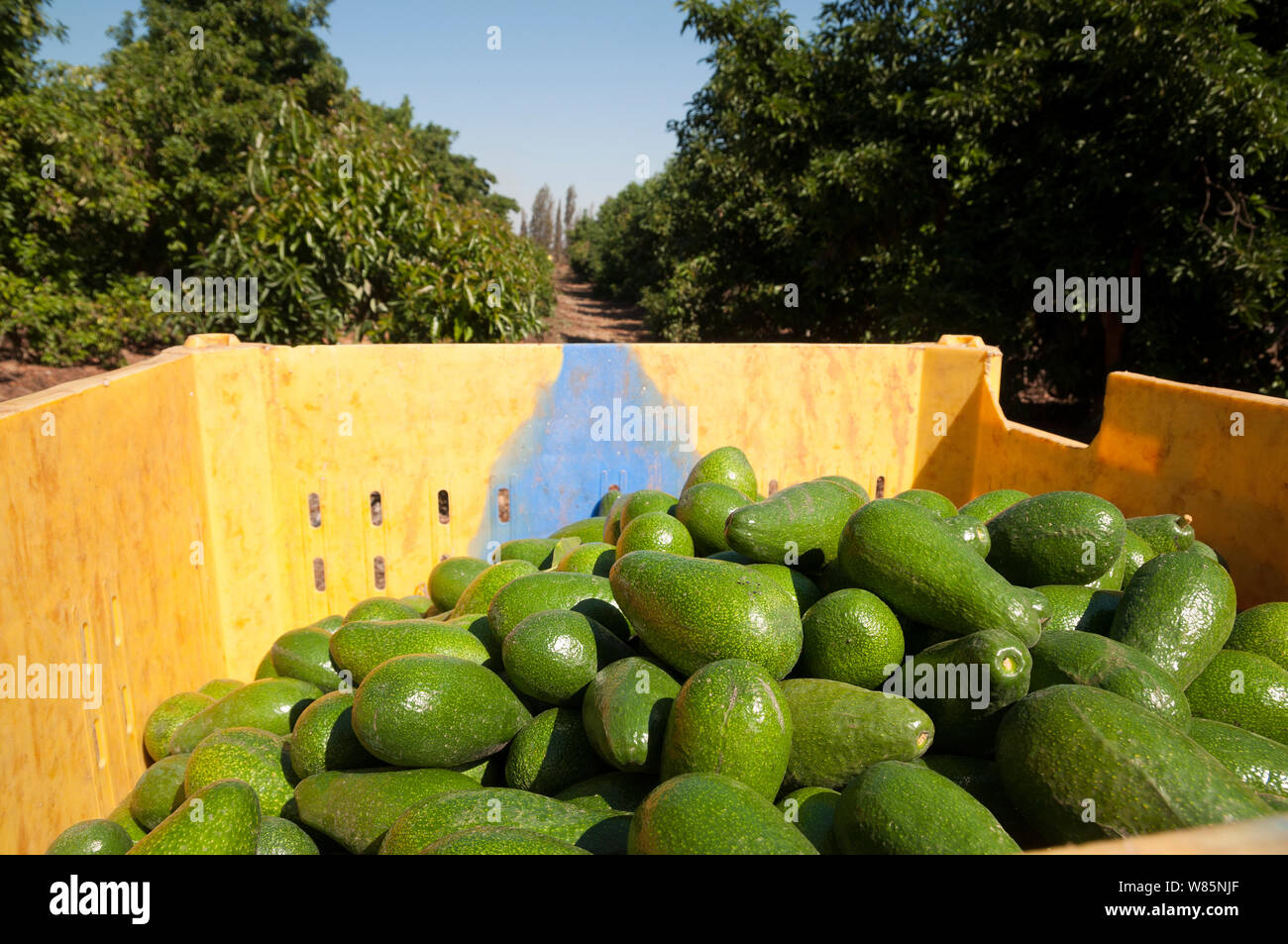 Avocado orchard in season picking Stock Photo Alamy