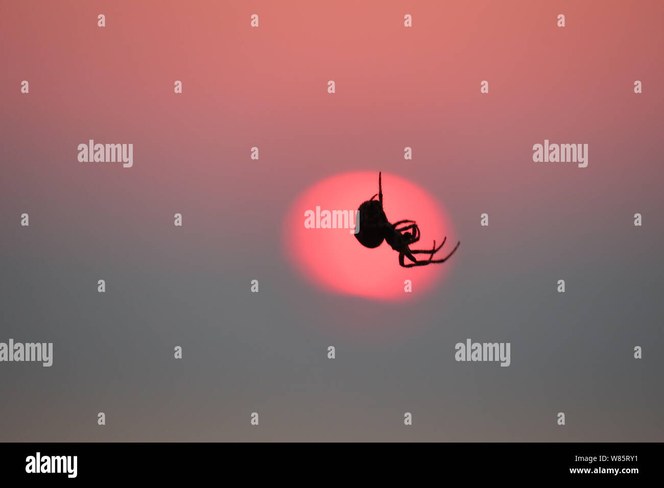 Greece in Summer, sunrise and spider. Stock Photo