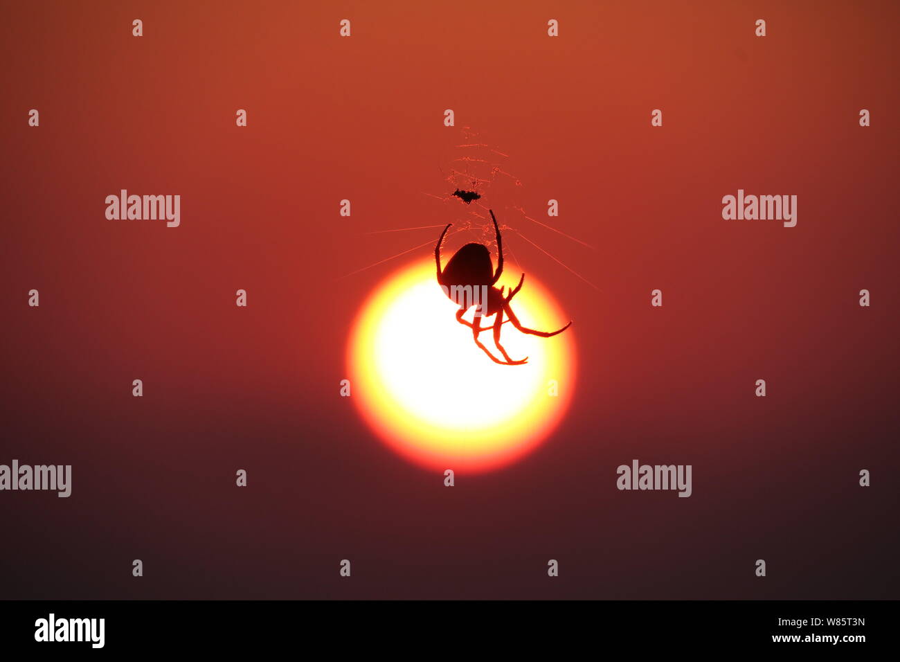 Greece in Summer, sunrise and spider. Stock Photo
