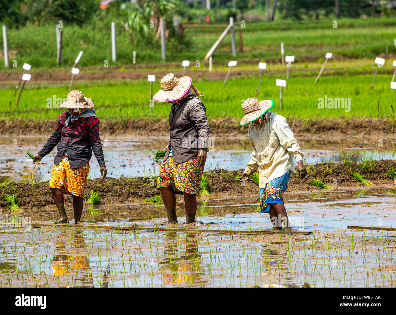 Rice field farmers working and planting young rice Stock Photo