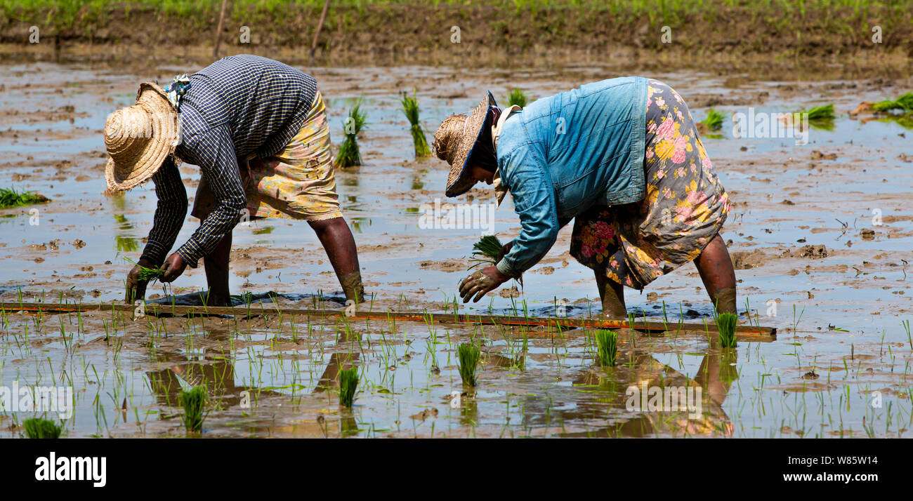 Rice field farmers working hard Stock Photo