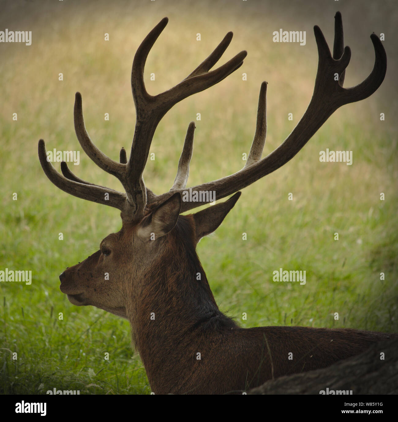 Deer in England Stock Photo Alamy