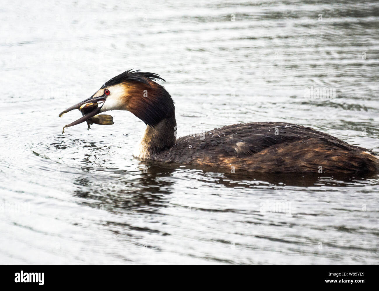 great-crested-grebe-podiceps-cristatus-adult-bird-trying-to-eat-a
