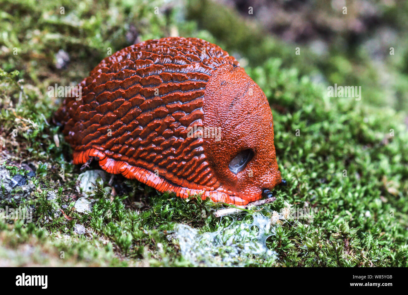 The Red Slug Arion rufus {ater}.A large robust slug common in my part of southwest France.This appears to be a defence posture. Stock Photo