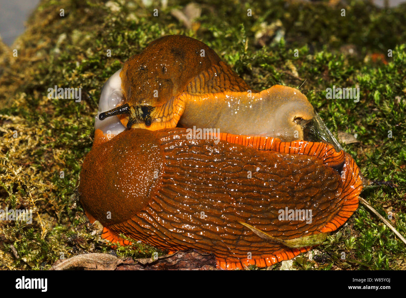 The Red Slug Arion rufus {ater}.A large robust slug common in my part of southwest France.Two adults mating. Stock Photo