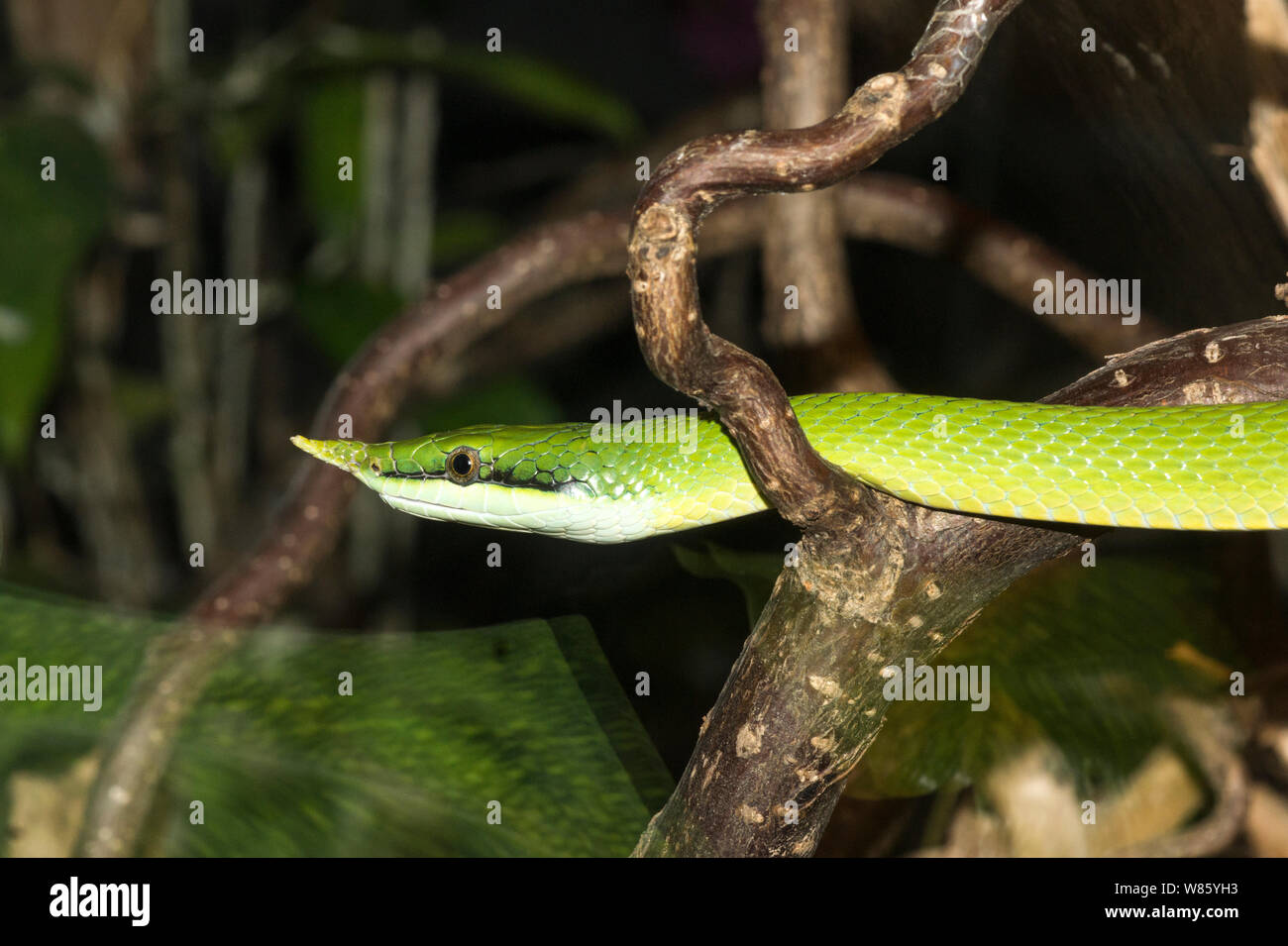 Reptiles.Snake.Rhinoceros Rat Snake (Gonyoceros boulengeri).Adult.A photo sequence of a yawn.Photo at Stockholm Zoo.Sweden. Stock Photo