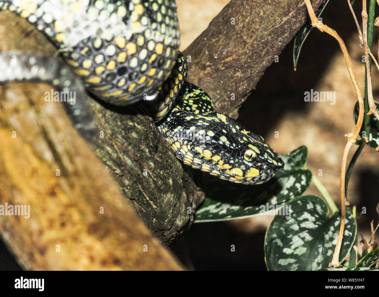 Reptiles. Snake. Wagler's Pit Viper (Tropidolaemus wagleri).A venomous pit viper of southeast