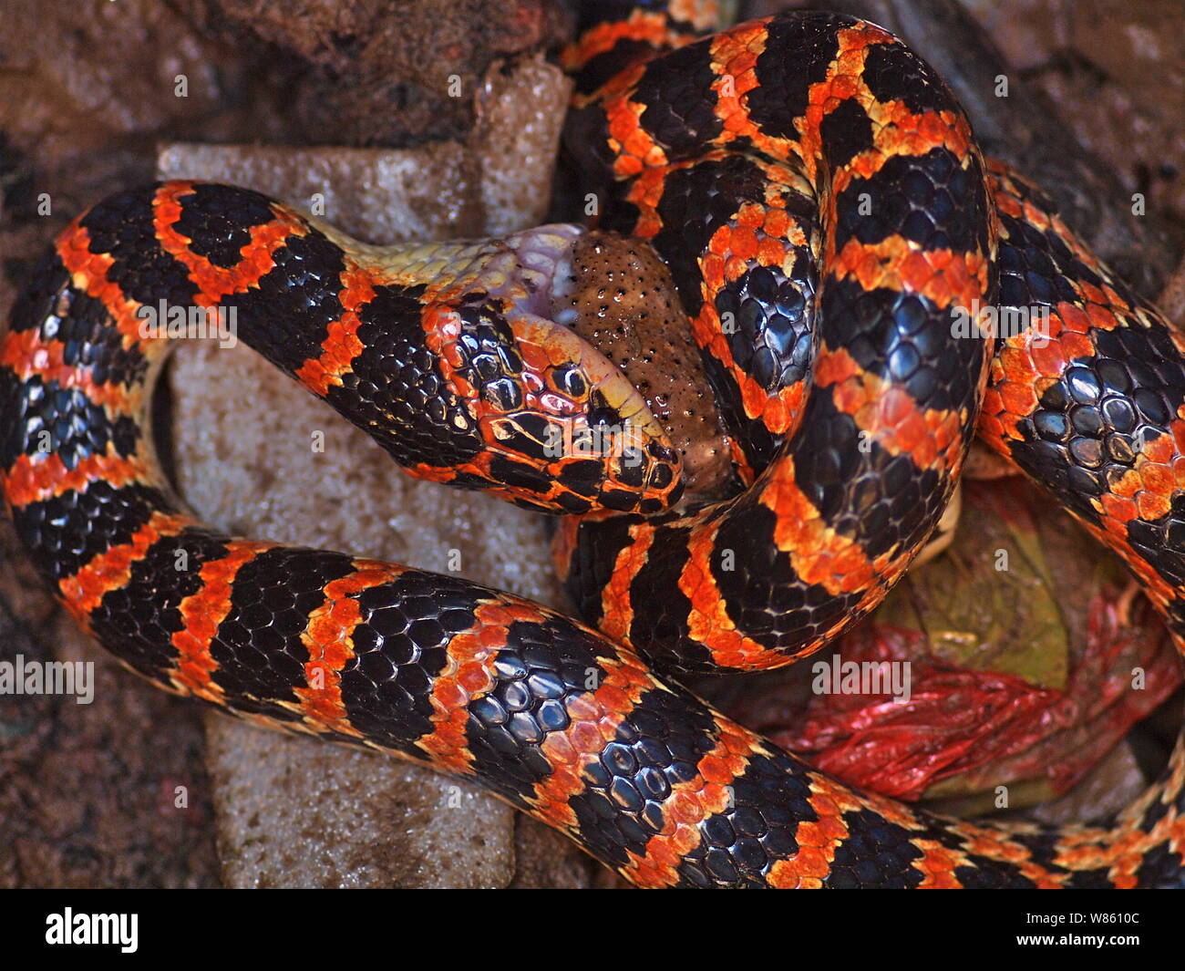 Red and black snake hi-res stock photography and images - Alamy