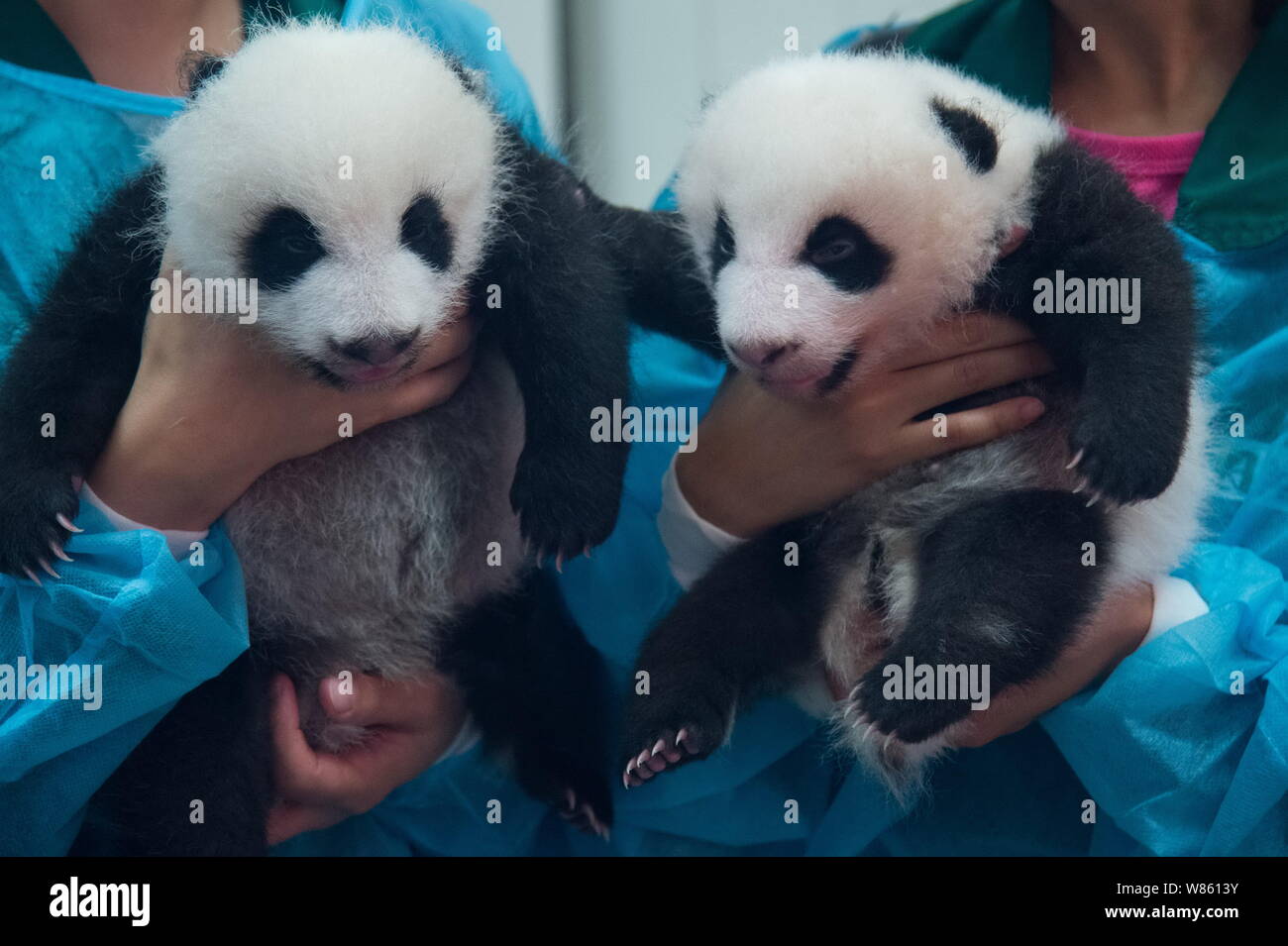 Nursing workers hold giant panda twins delivered by female giant panda ...