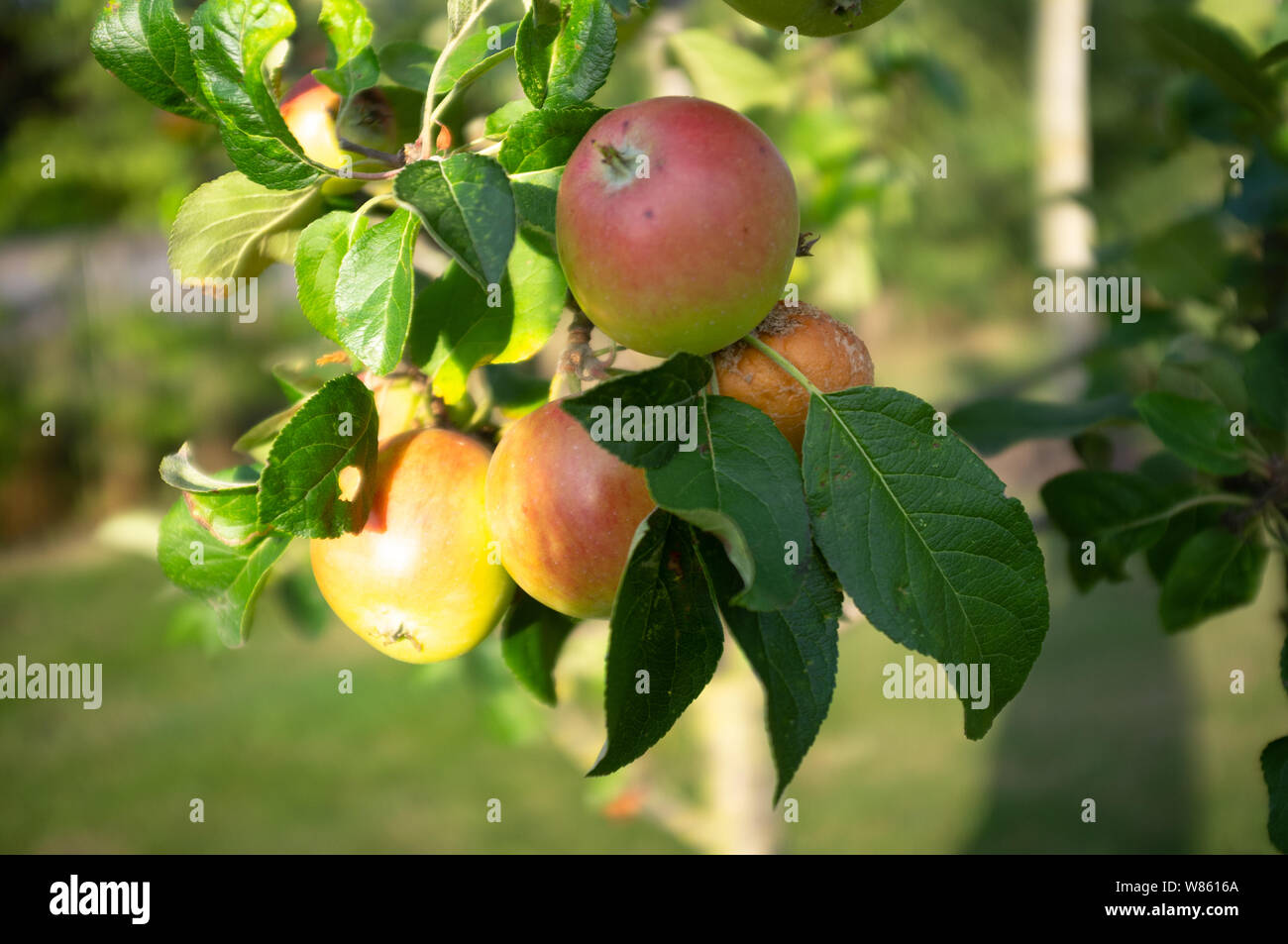 Apples ripening and ready to pick Stock Photo Alamy