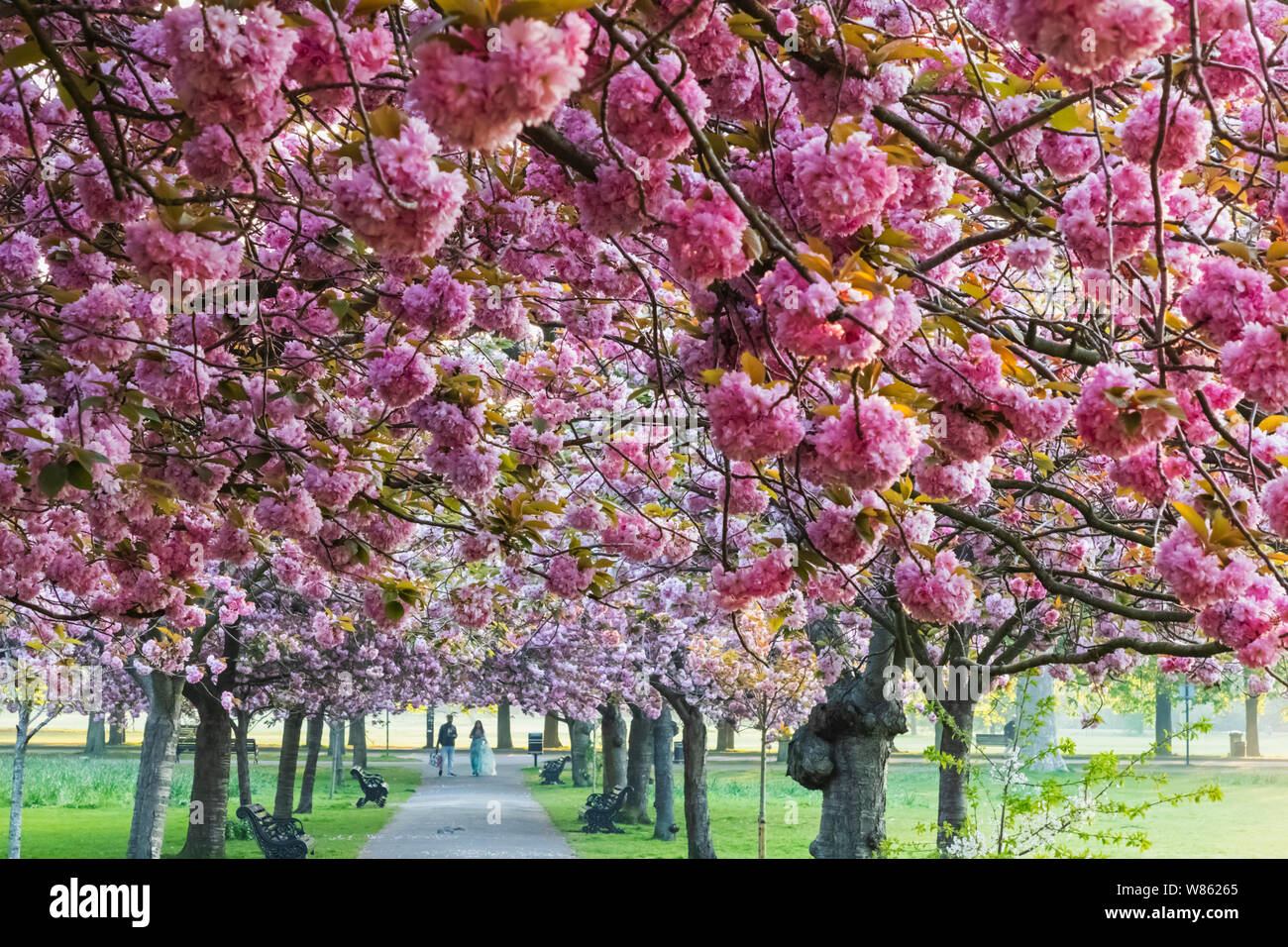 England, London, Greenwich, Greenwich Park, Cherry Blossom Stock Photo