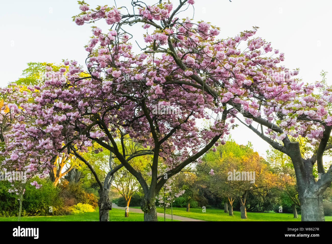 Regents park cherry blossom trees hires stock photography and images