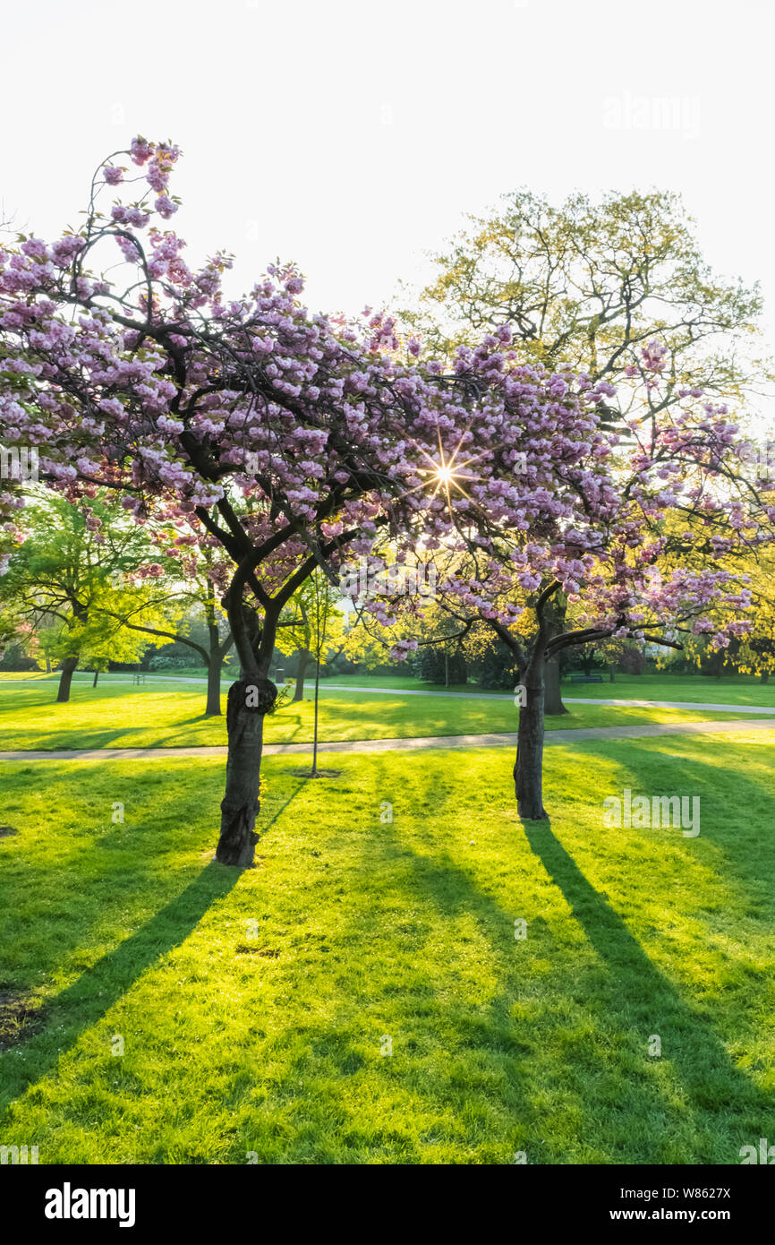 England, London, Regent's Park, Cherry Blossom Stock Photo Alamy