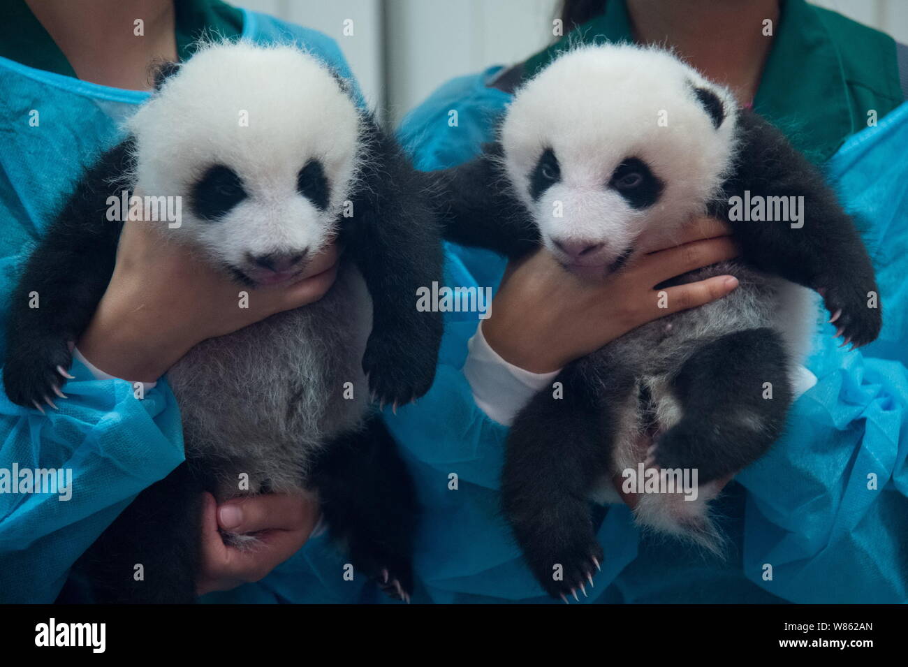 Nursing workers hold giant panda twins delivered by female giant panda ...