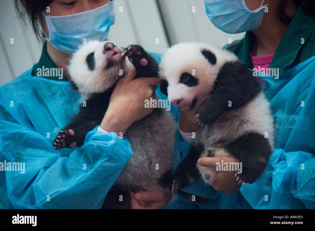 Nursing workers hold giant panda twins delivered by female giant panda ...