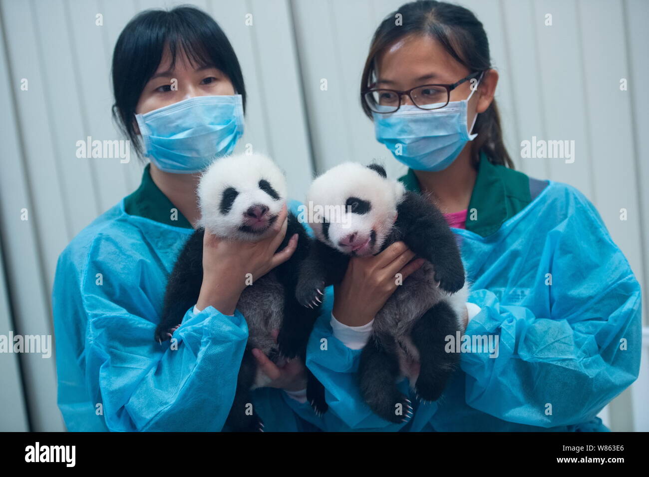 Nursing workers hold giant panda twins delivered by female giant panda ...