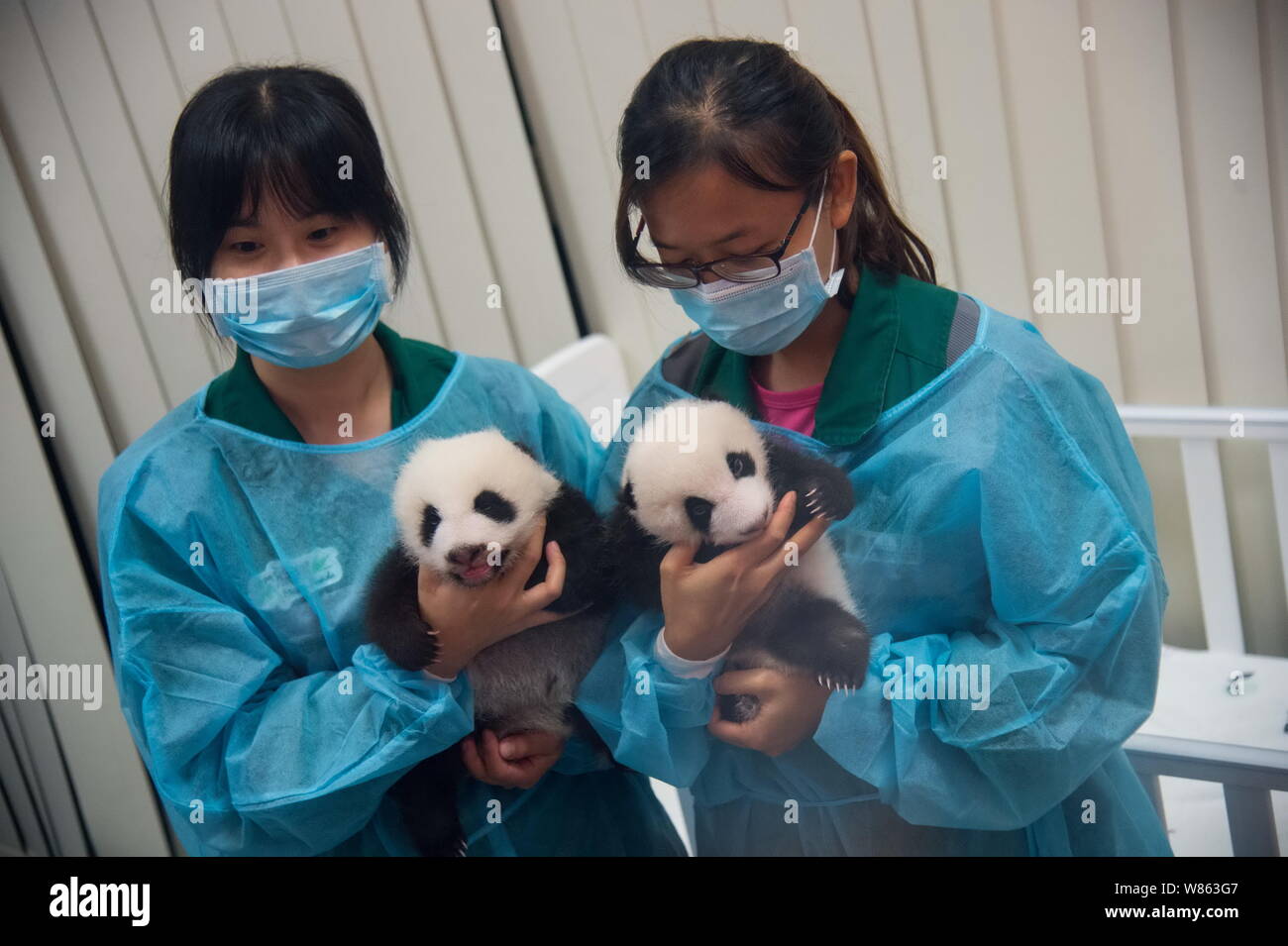 Nursing workers hold giant panda twins delivered by female giant panda ...