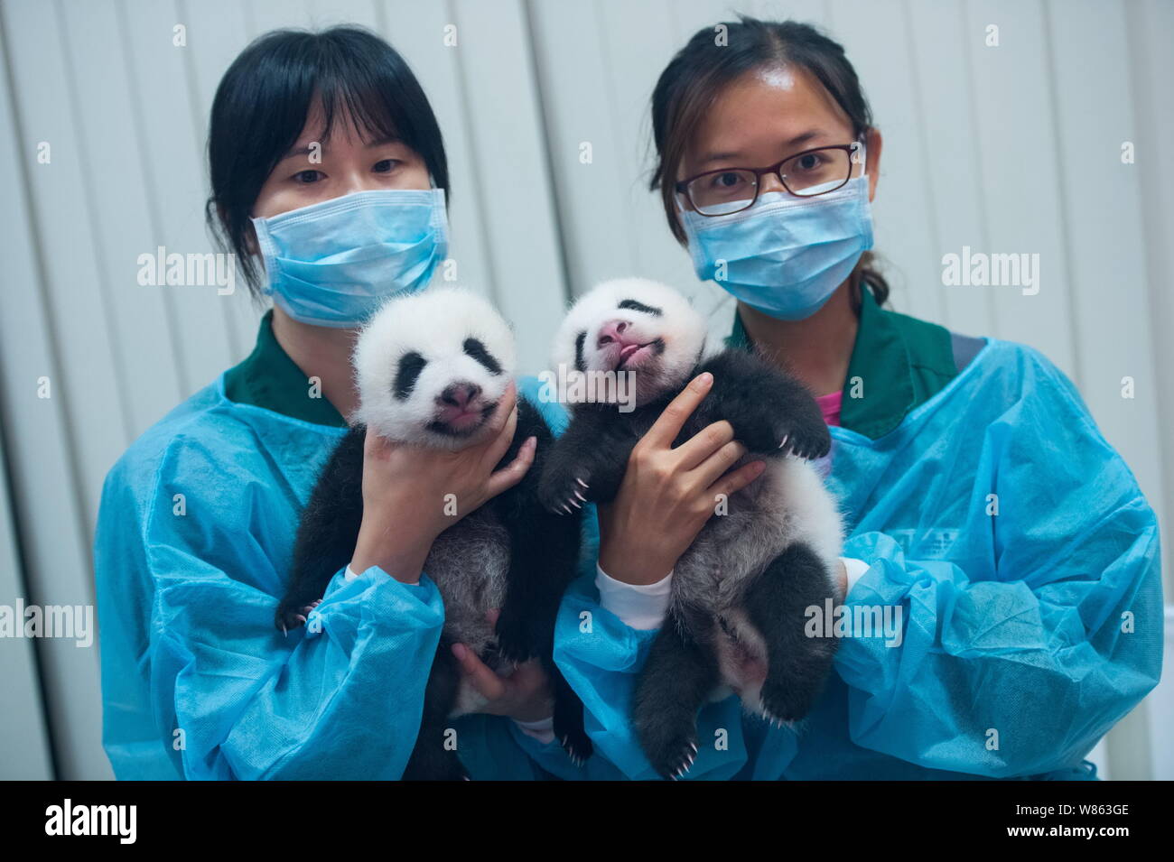 Nursing workers hold giant panda twins delivered by female giant panda ...