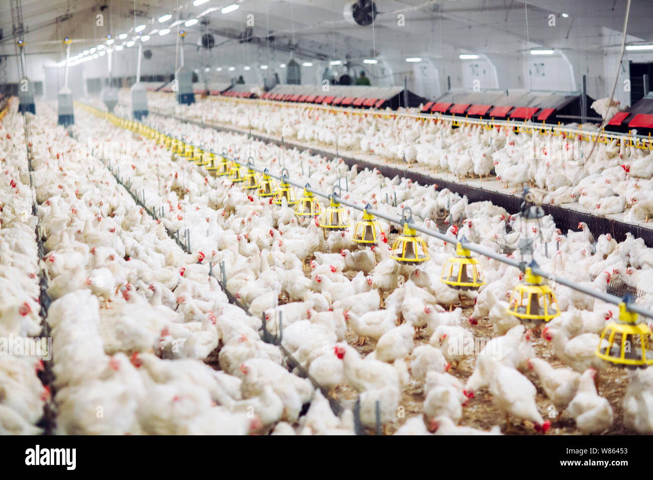 Indoors chicken farm, chicken feeding, large egg production Stock Photo