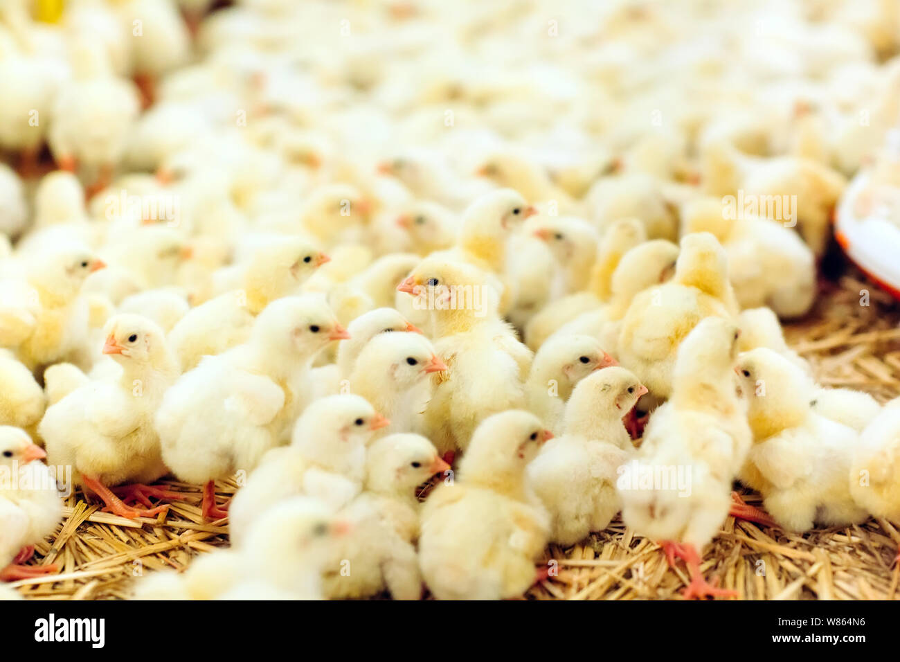 Indoors chicken farm, chicken feeding, large egg production Stock Photo