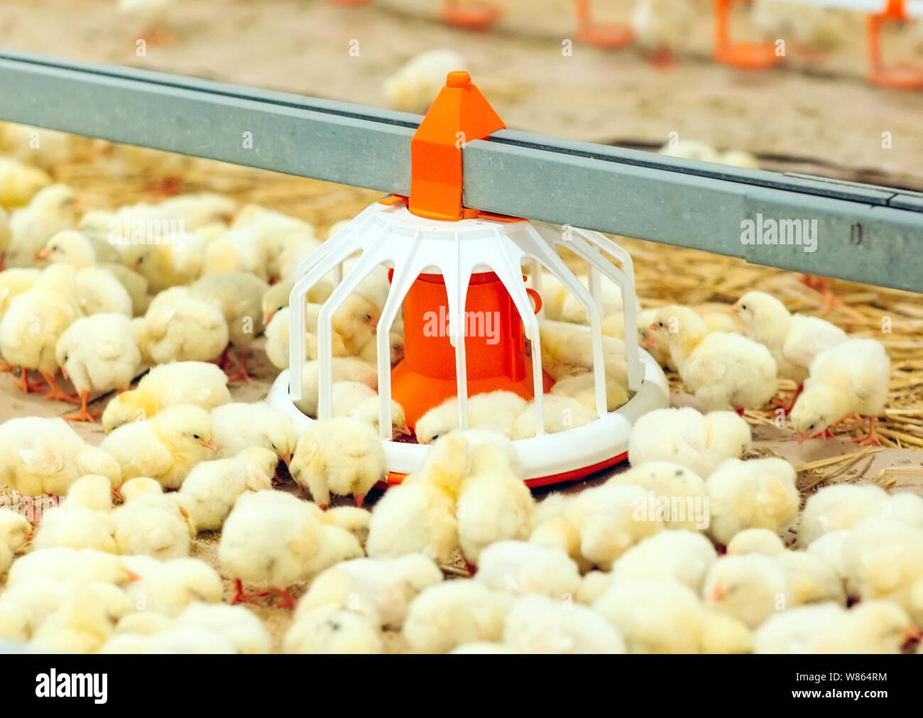 Indoors chicken farm, chicken feeding, large egg production Stock Photo