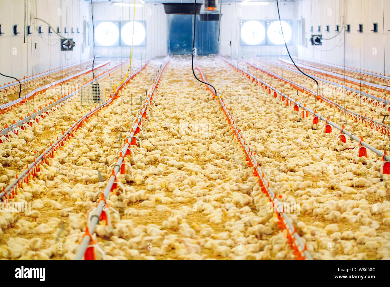 Indoors chicken farm, chicken feeding, large egg production Stock Photo