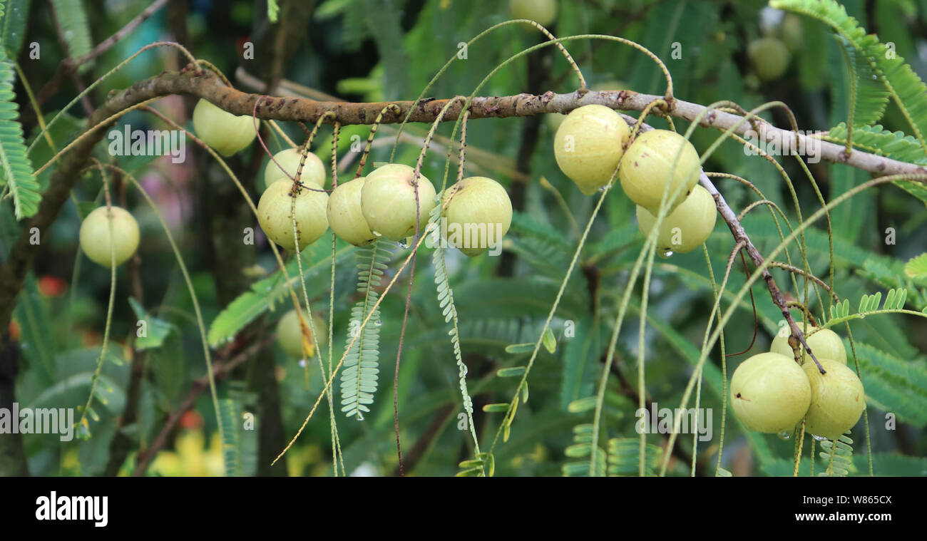 Amla growing on a tree. Amla, Emblica officinalis, Indian Gooseberries. Phyllanthus emblica, emblic, emblic myrobalan, myrobalan, Indian gooseberry, A Stock Photo