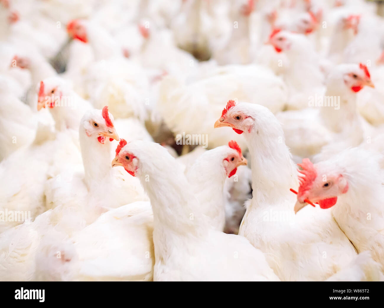 Indoors chicken farm, chicken feeding, large egg production Stock Photo