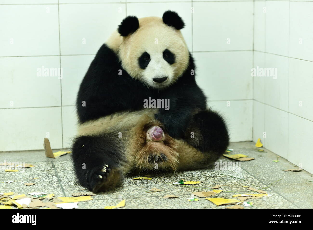 The 10-year-old giant panda 'Xi Dou' is giving birth to one of the giant panda twin cubs, which were the heaviest newborn panda twins since weighs hav Stock Photo