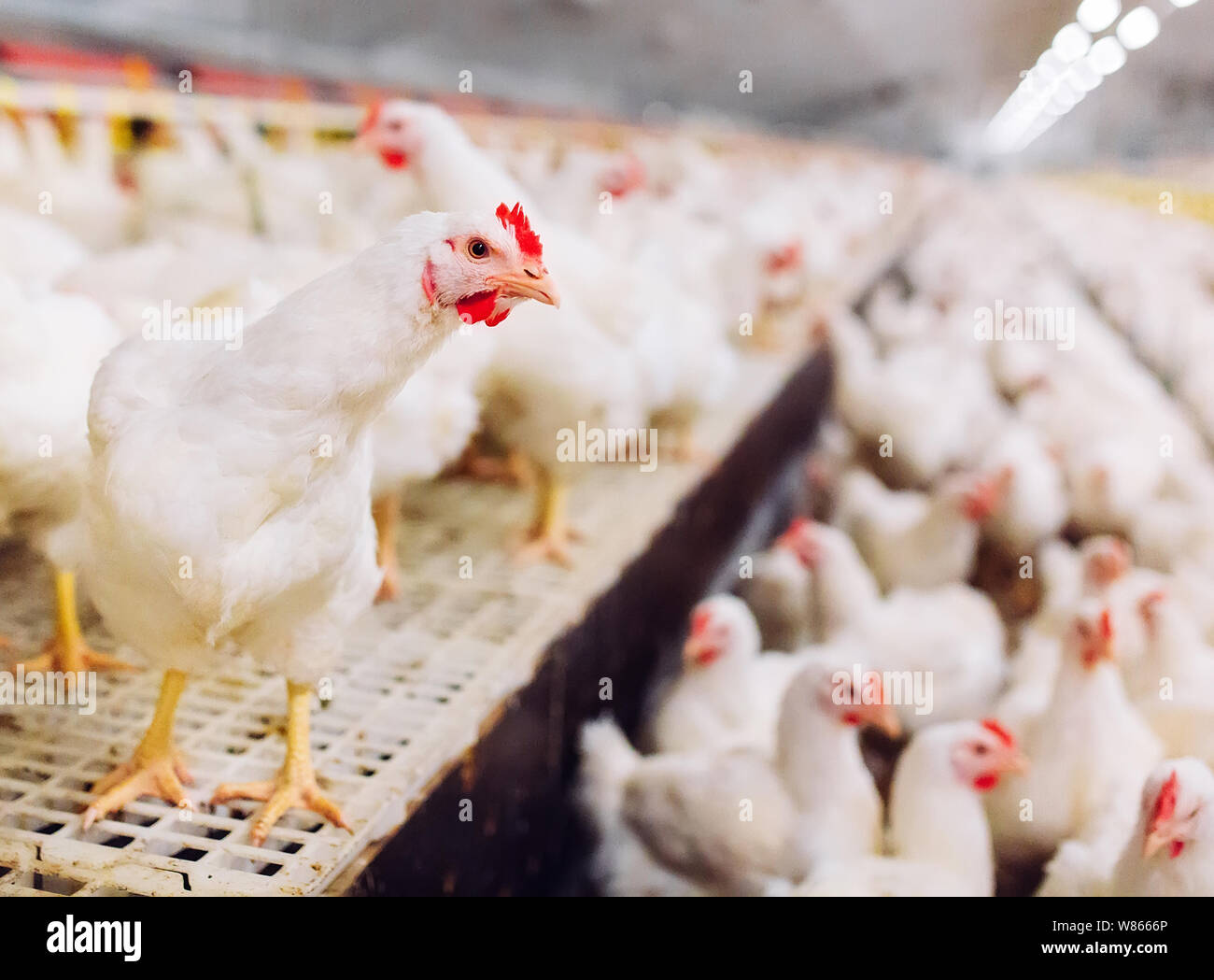 Indoors chicken farm, chicken feeding, large egg production Stock Photo