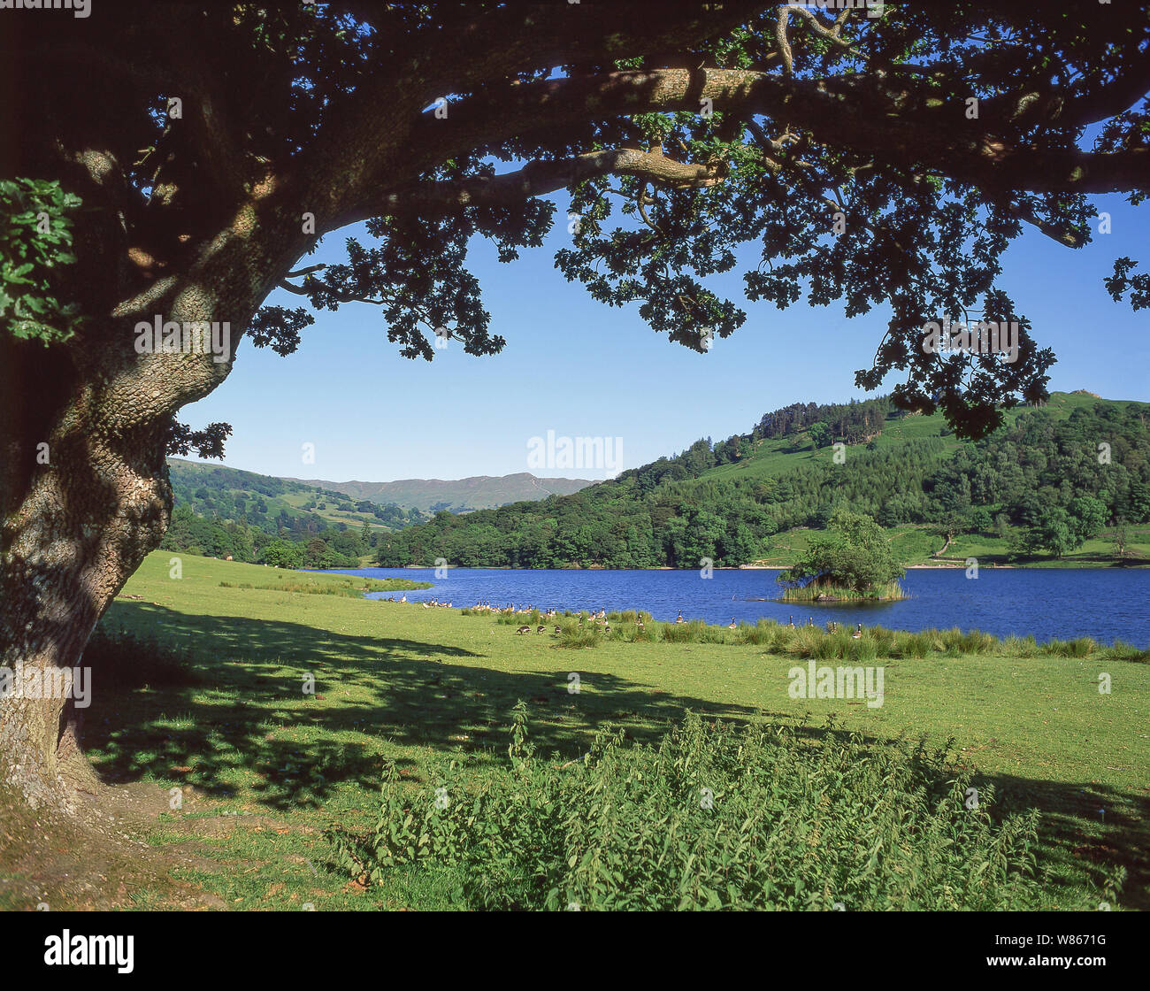 Water's edge, Rydal Water, Lake District National Park, Cumbria, England, United Kingdom Stock Photo