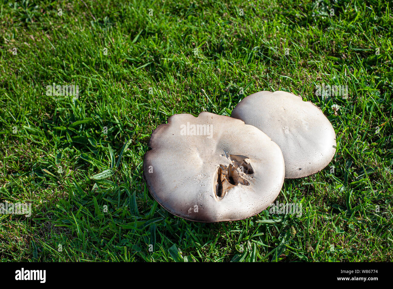 Mushrooms Growing On A Garden Lawn Stock Photo 263210168 Alamy
