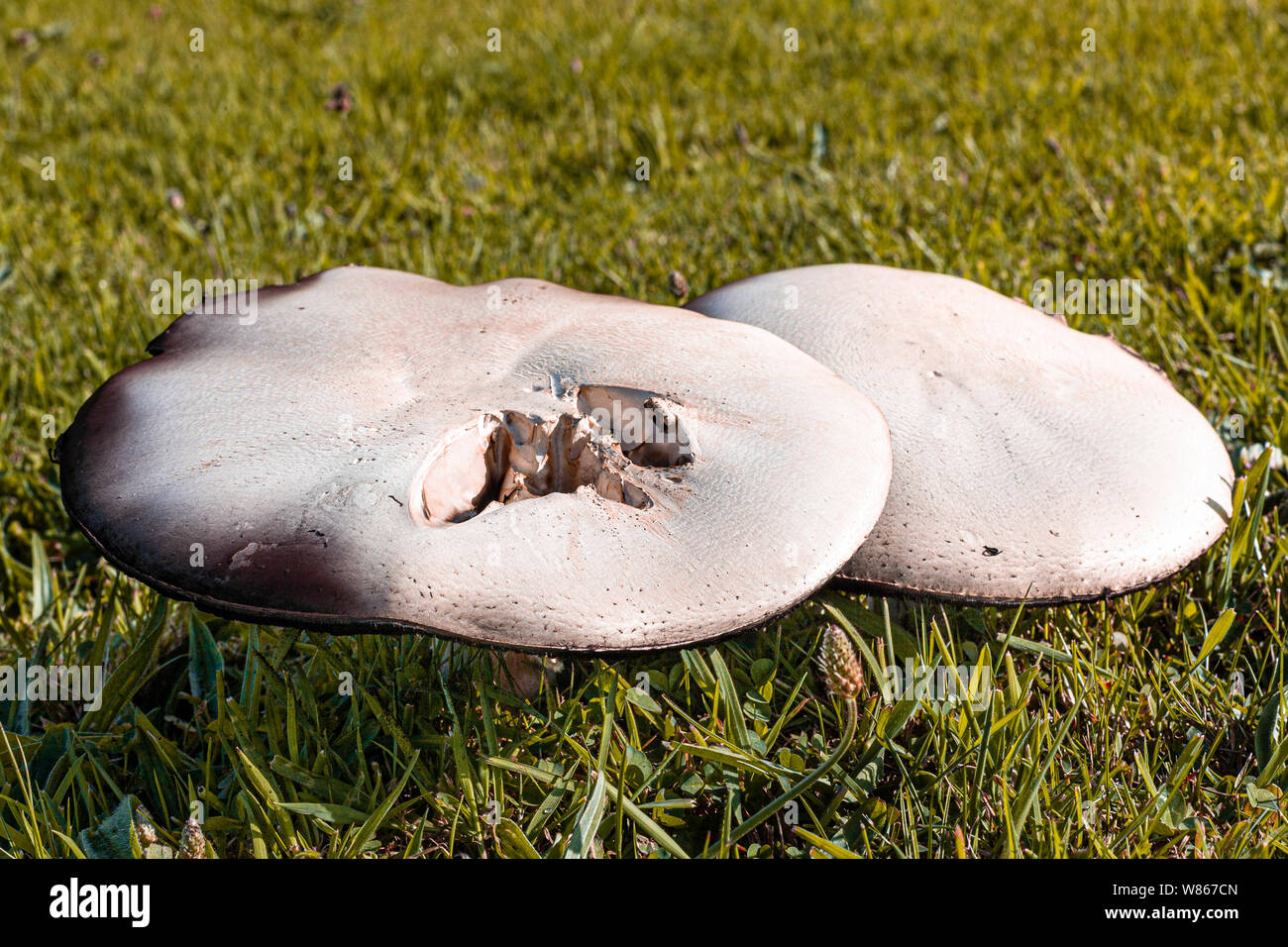 Mushrooms Growing On A Garden Lawn Stock Photo 263210325 Alamy