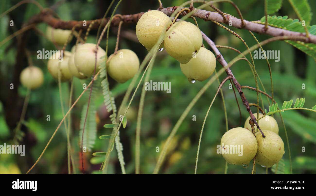 Amla growing on a tree. Amla, Emblica officinalis, Indian Gooseberries, Indian gooseberry, Amalaki, Amalkee Stock Photo
