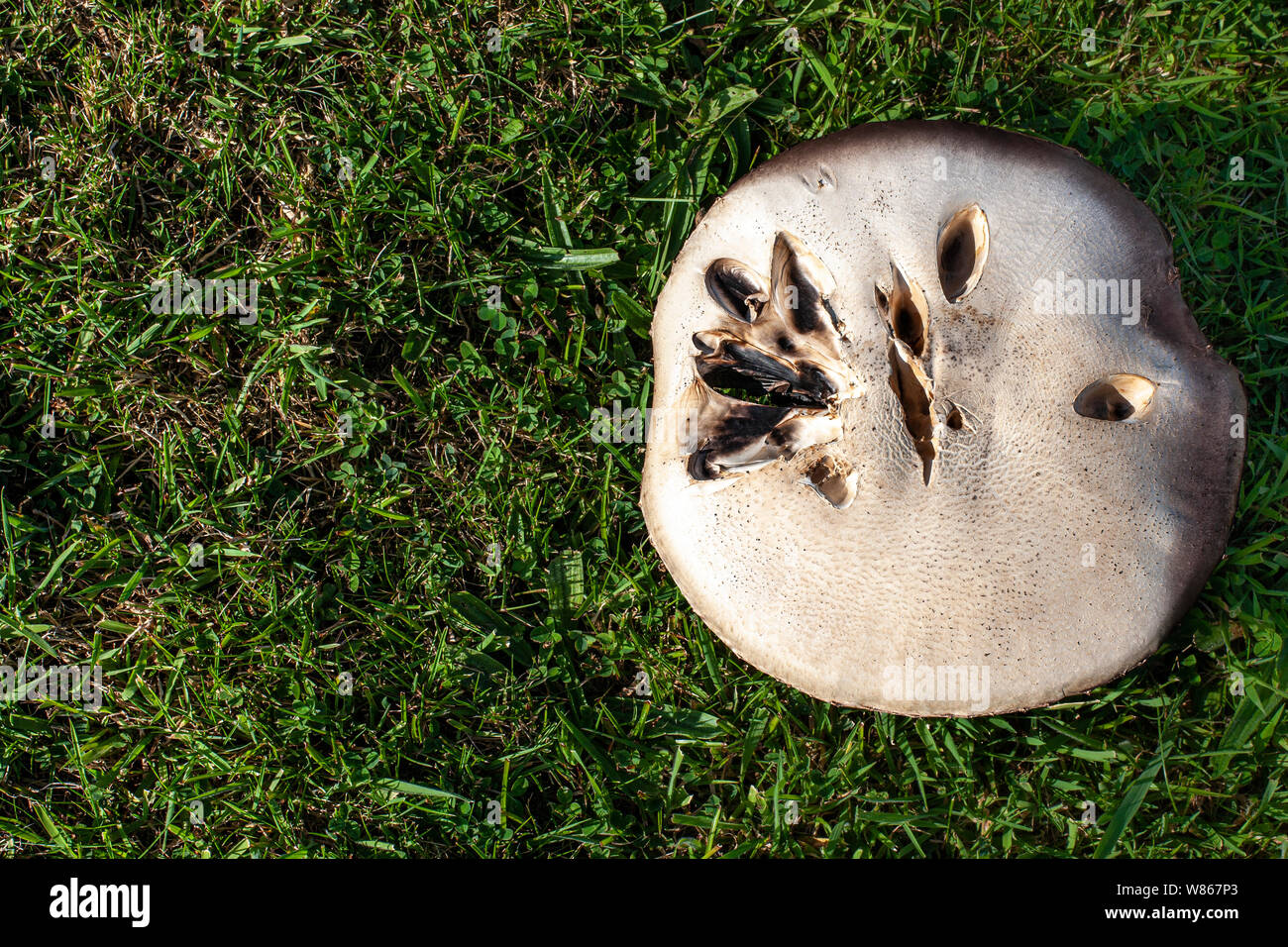 Mushrooms Growing On A Garden Lawn Stock Photo 263210587 Alamy