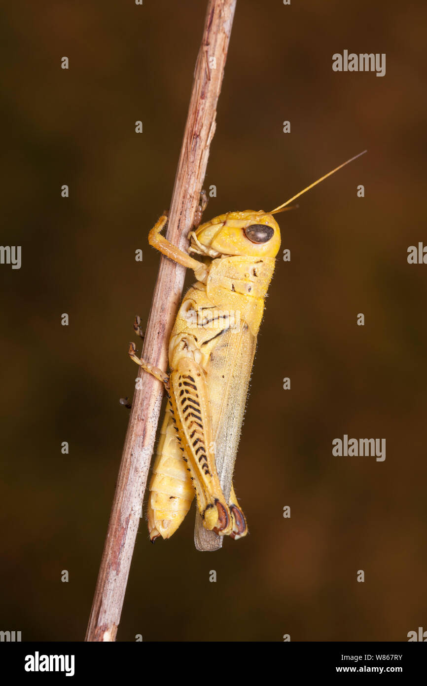 Differential (Melanoplus differentialis), yellow form female Stock Photo Alamy