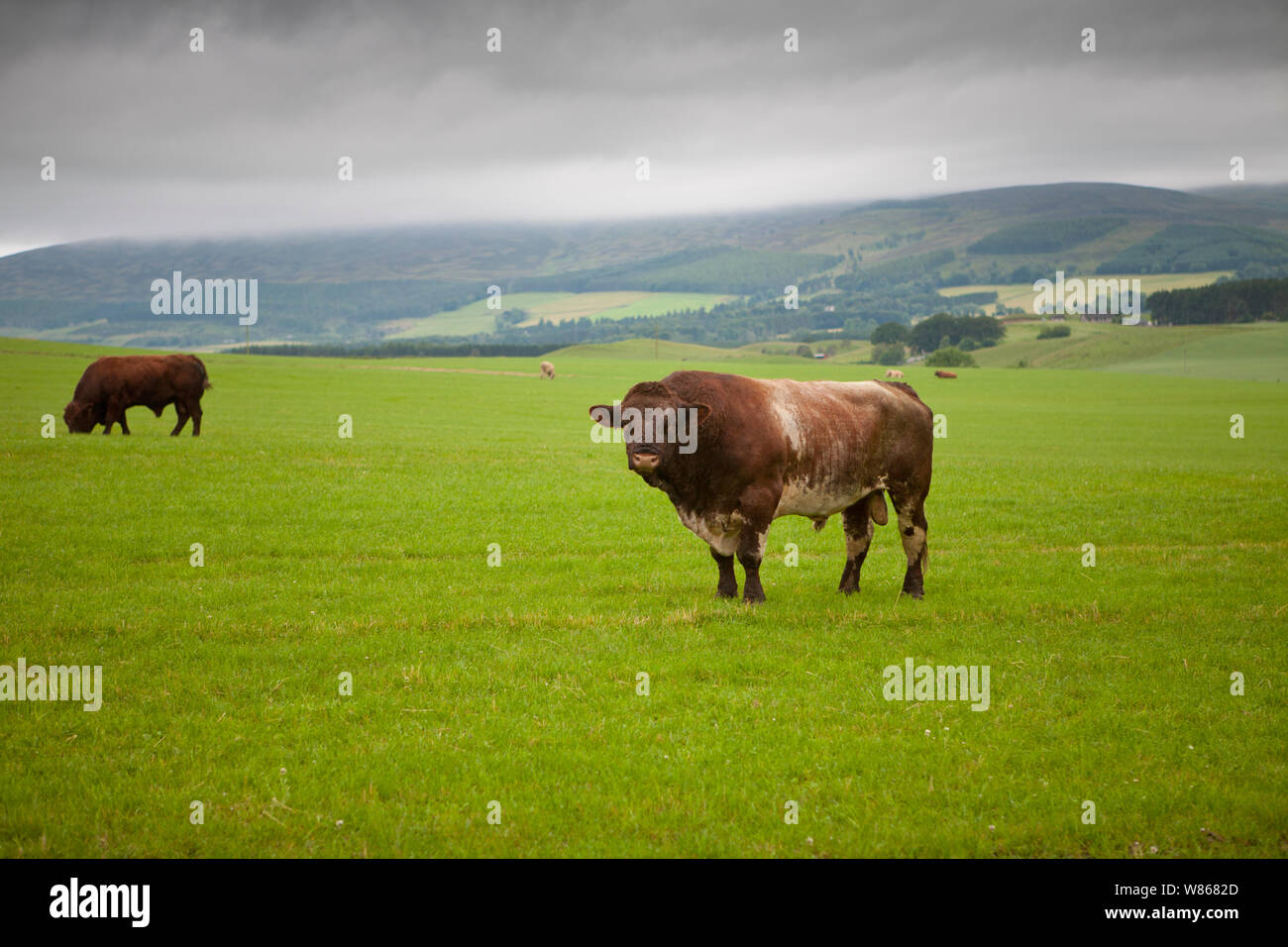 bulls in a field on a cattle farm in the Scottish highlands. Stock Photo