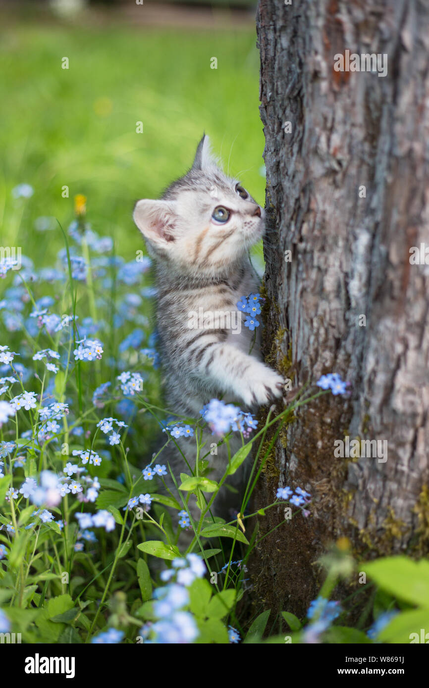 Little Playful Gray Kitten Play and Run on a Green Grass Stock Photo ...