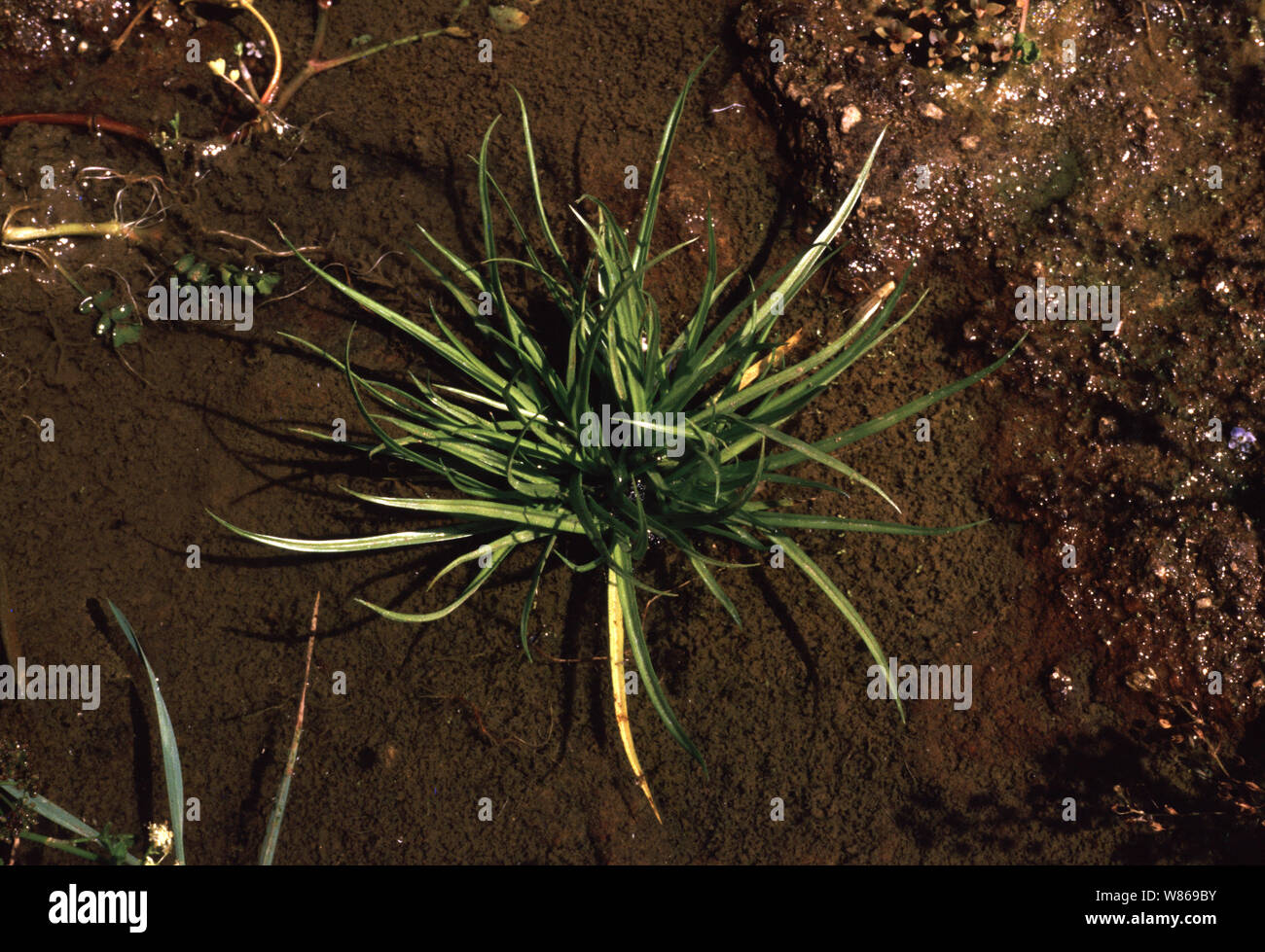 Spiny or Spring quillwort, Isoetes echinospora Stock Photo