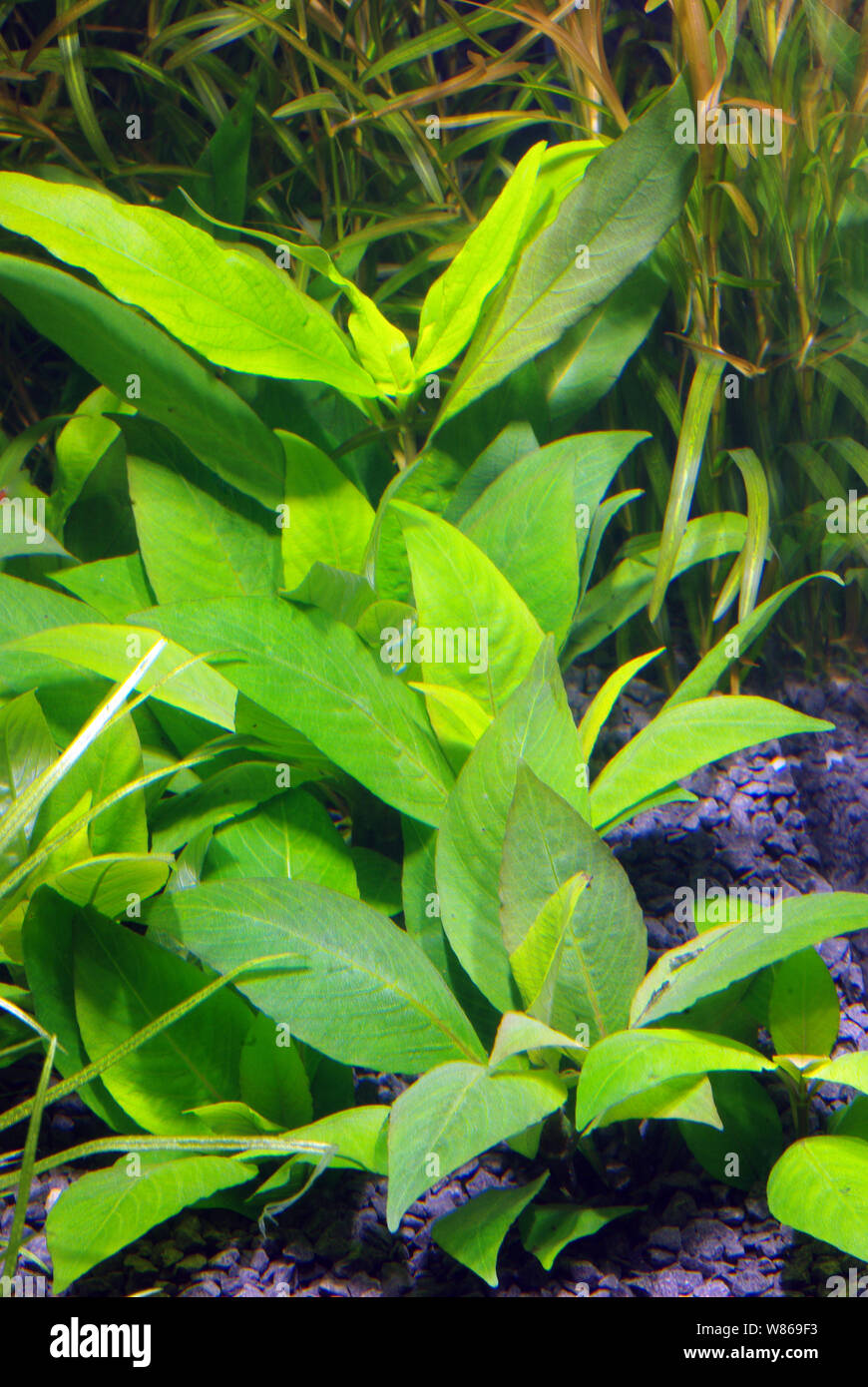 Starhorn or Temple plant, Hygrophila corymbosa Stock Photo