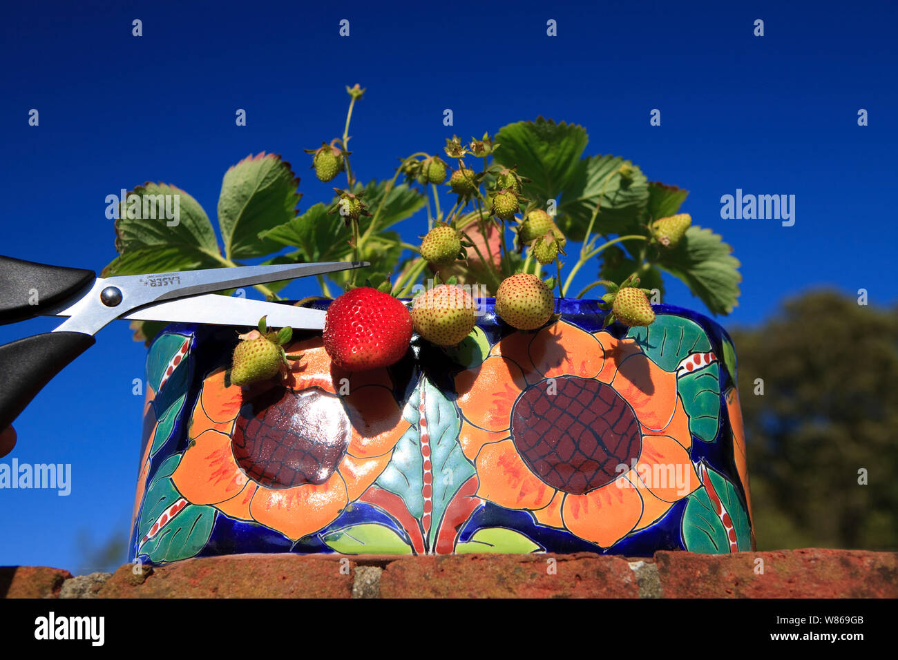 Lovely luscious perfectly ripe strawberry in the summer sun Stock Photo ...