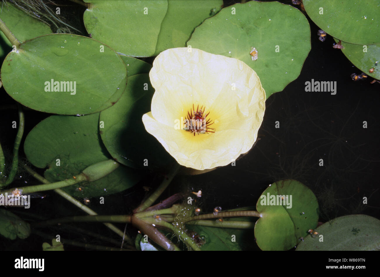 Flowering Water poppy, Hydrocleys nymphoides Stock Photo