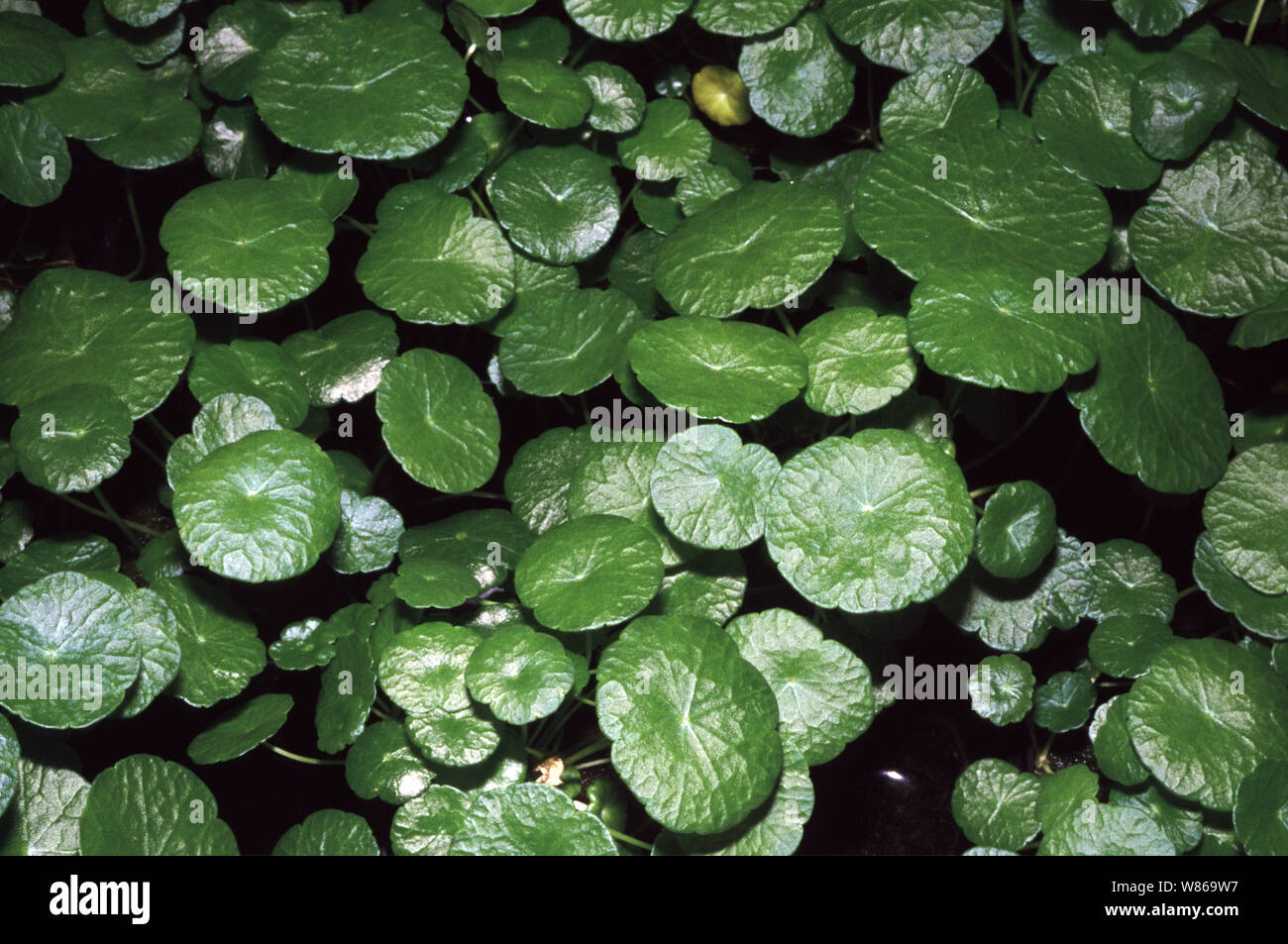 Water or Marsh pennywort, Hydrocotyle leucocephala Stock Photo