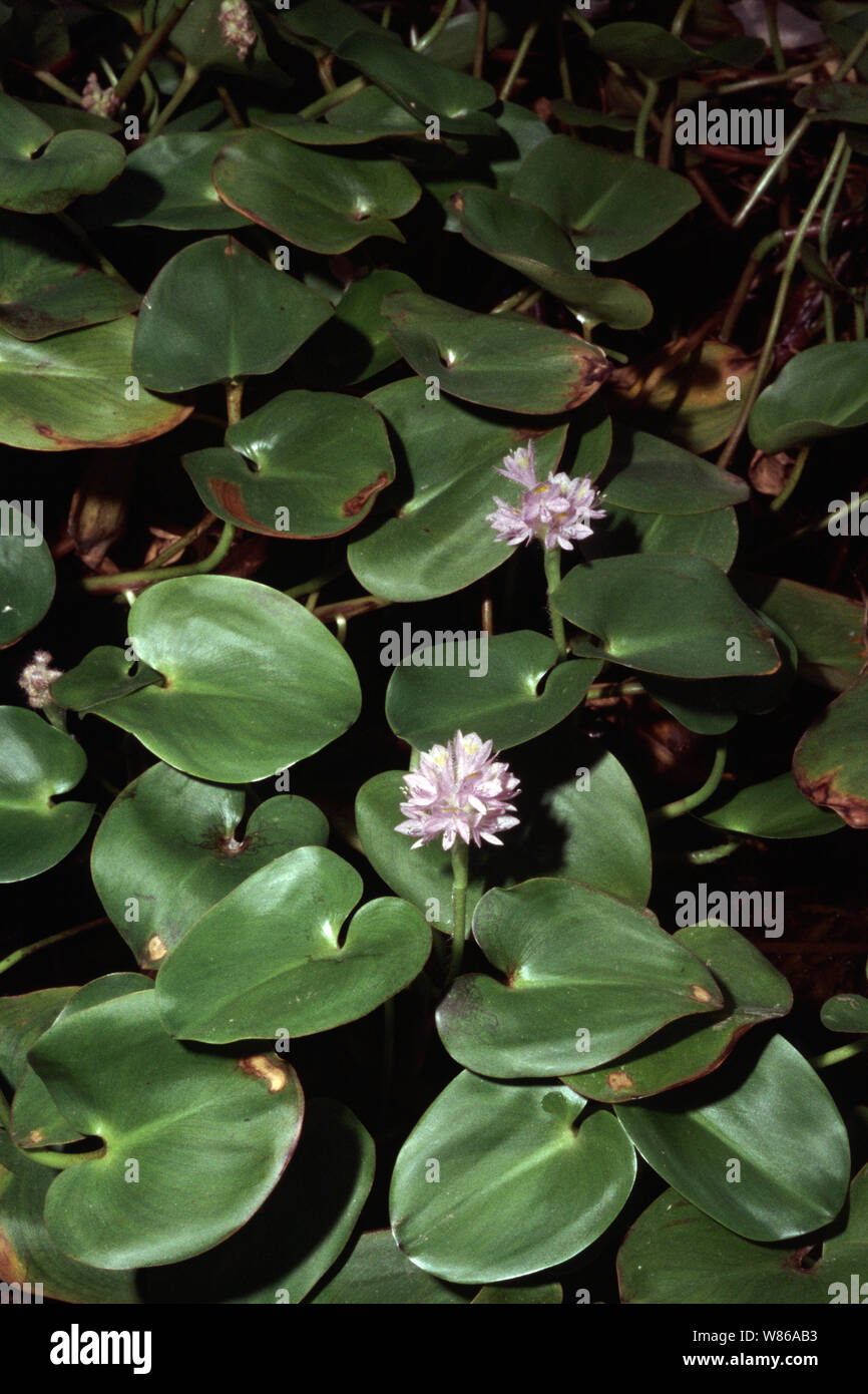 Rooted water hyacinth, Eichhornia azurea Stock Photo