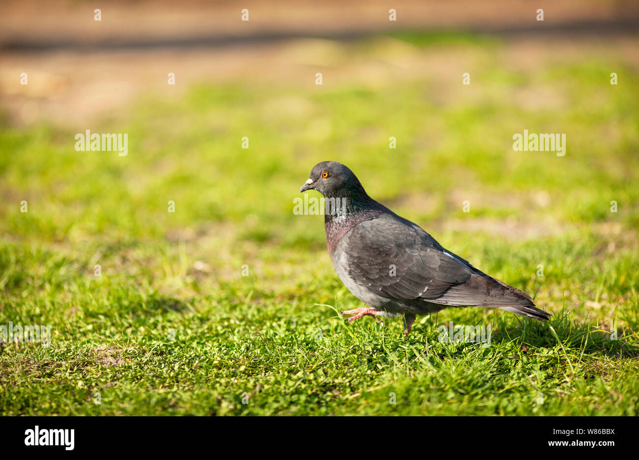 The Pigeon bird on the wild nature Stock Photo