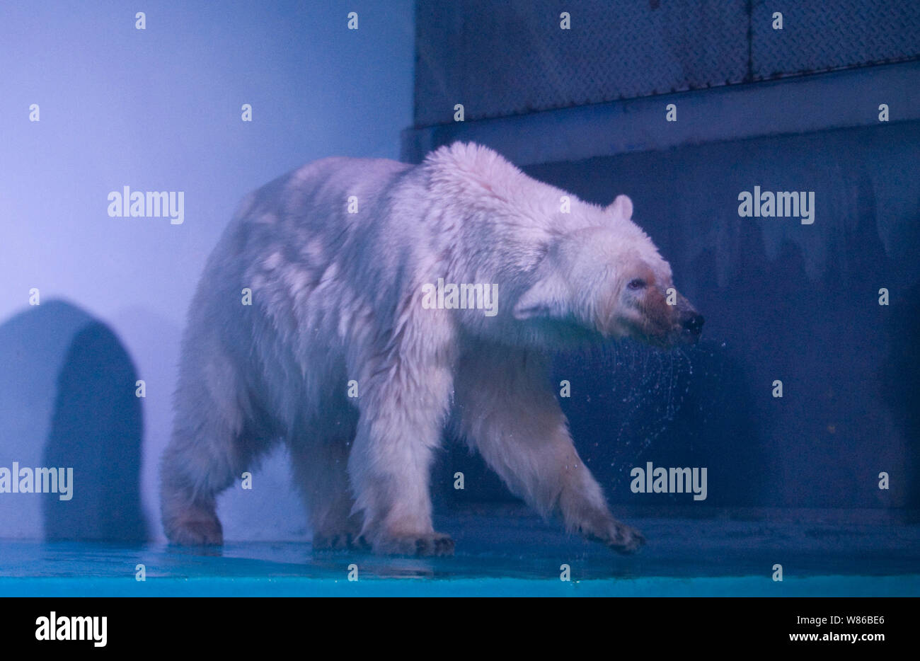 The world's saddest polar bear Pizza wanders in an aquarium at the Grandview shopping mall in Guangzhou city, south China's Guangdong province, 27 Jul Stock Photo - Alamy The world's saddest polar bear Pizza wanders in an aquarium at the Grandview shopping mall in Guangzhou city, south China's Guangdong province, 27 Jul Stock Photo - Alamy