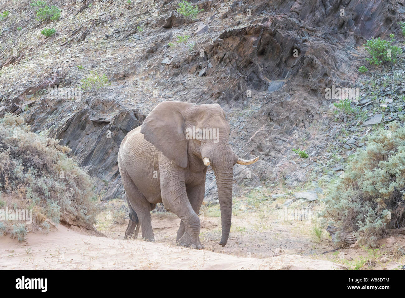 African Elephant (Loxodonta africana) bull, desertadapted elephant