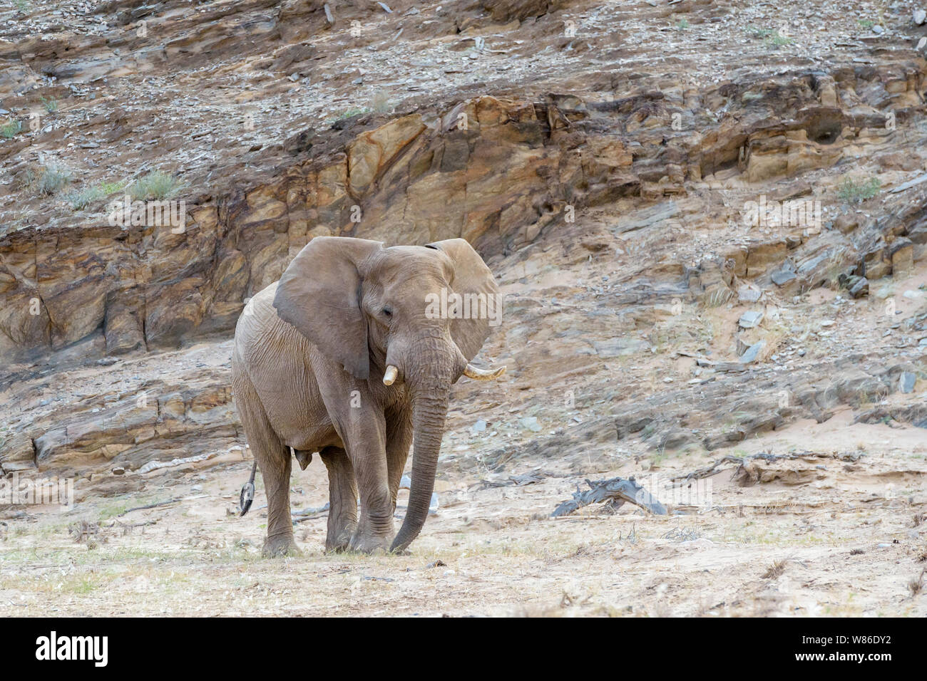 African Elephant (Loxodonta africana) bull, desert-adapted elephant walking in dry riverbed of desert with rocky cliff, Hoanib desert, Kaokoland, Nami Stock Photo